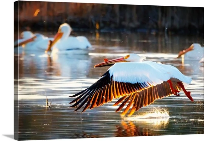 Pelican Sunset - Boulder Colorado