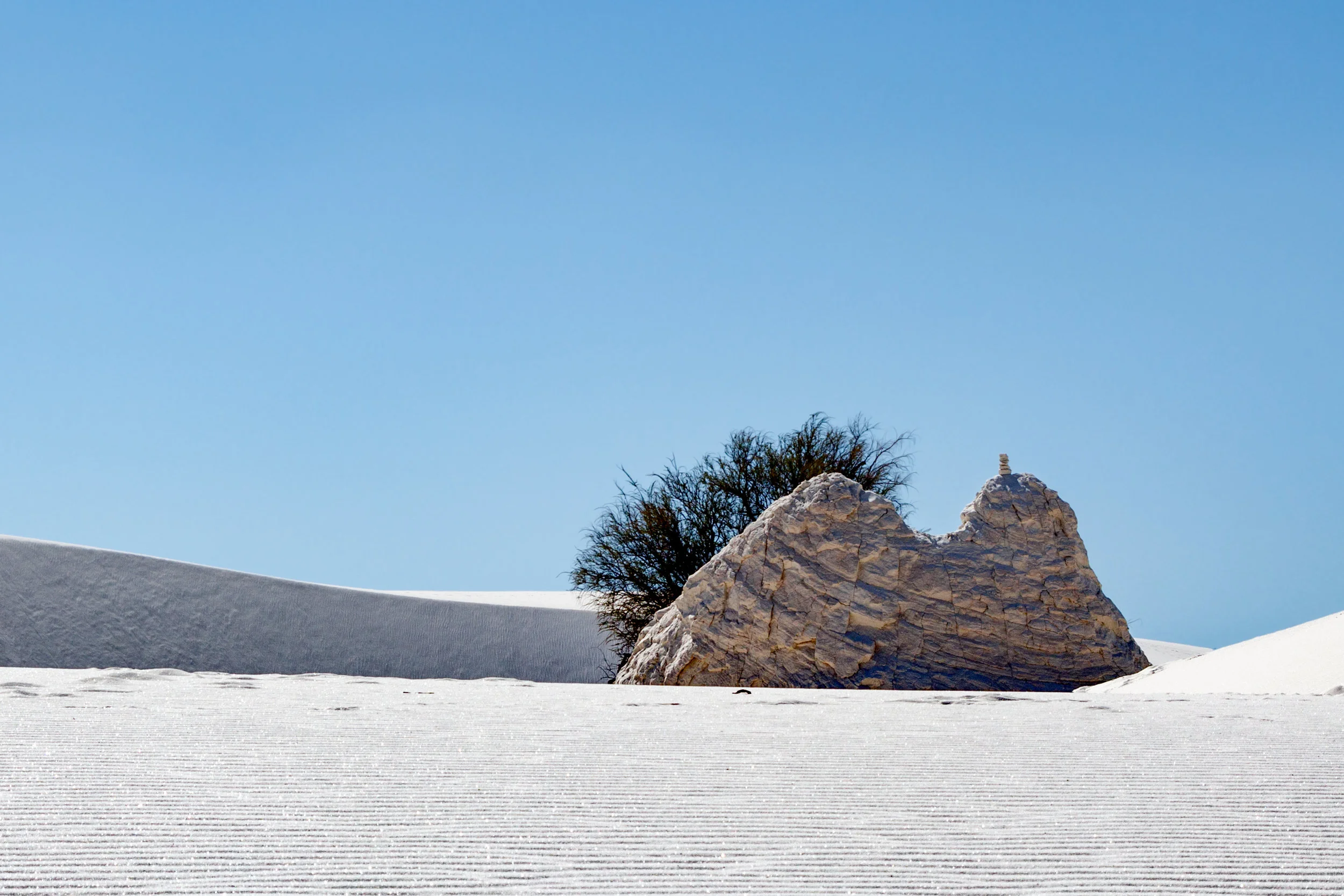 Life in Gypsum - White Sands
