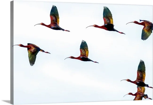 Ibis in Flight - Boulder Colorado