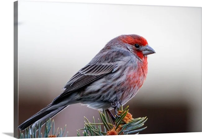 House Finch - Colorado Wildlife