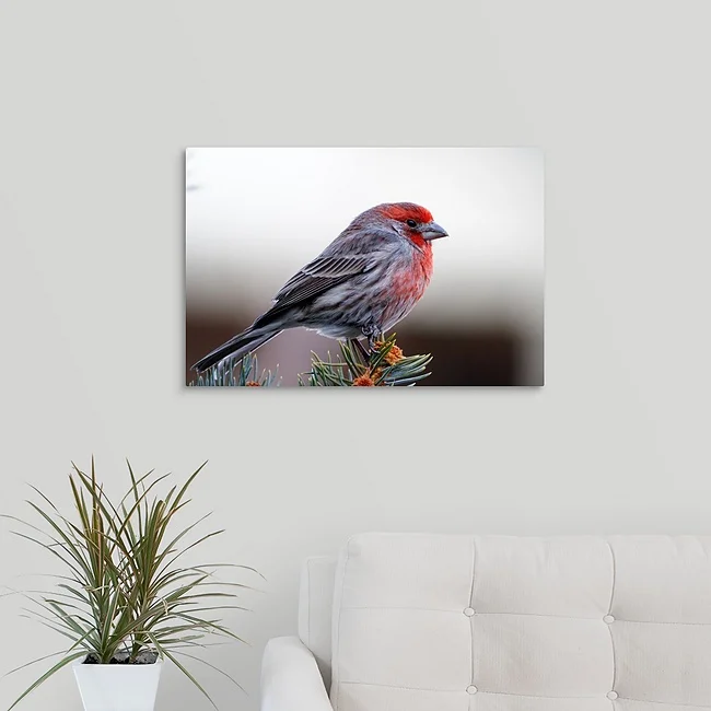 House Finch - Colorado Wildlife