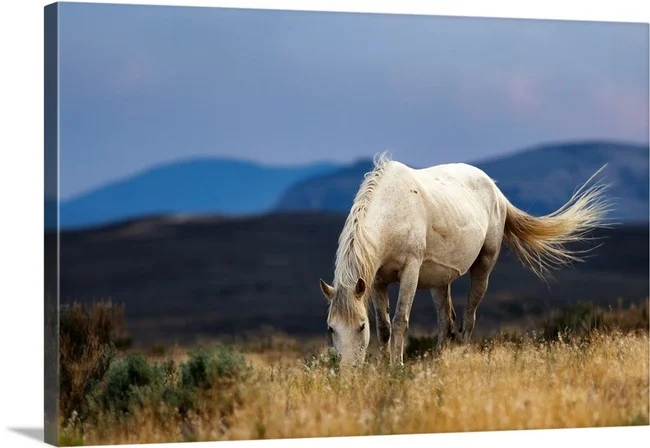 Grazing Mare - Sandwash Basin Colorado