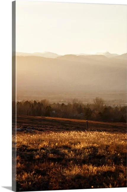Amber Waves - Boulder Colorado