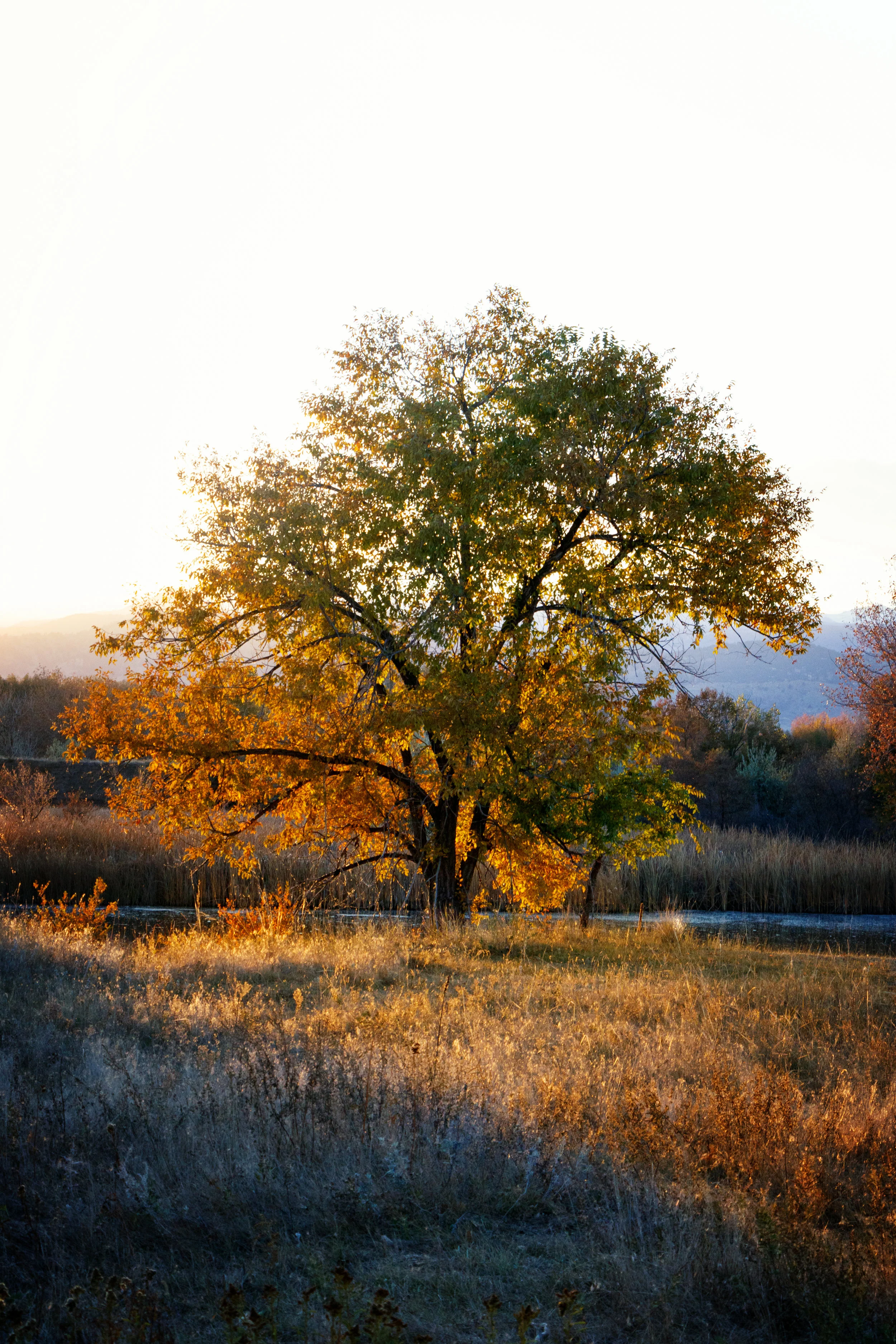 IMG_7288-Edit.jpg
