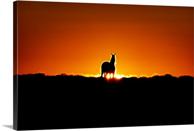 free as the sun 1.jpg
