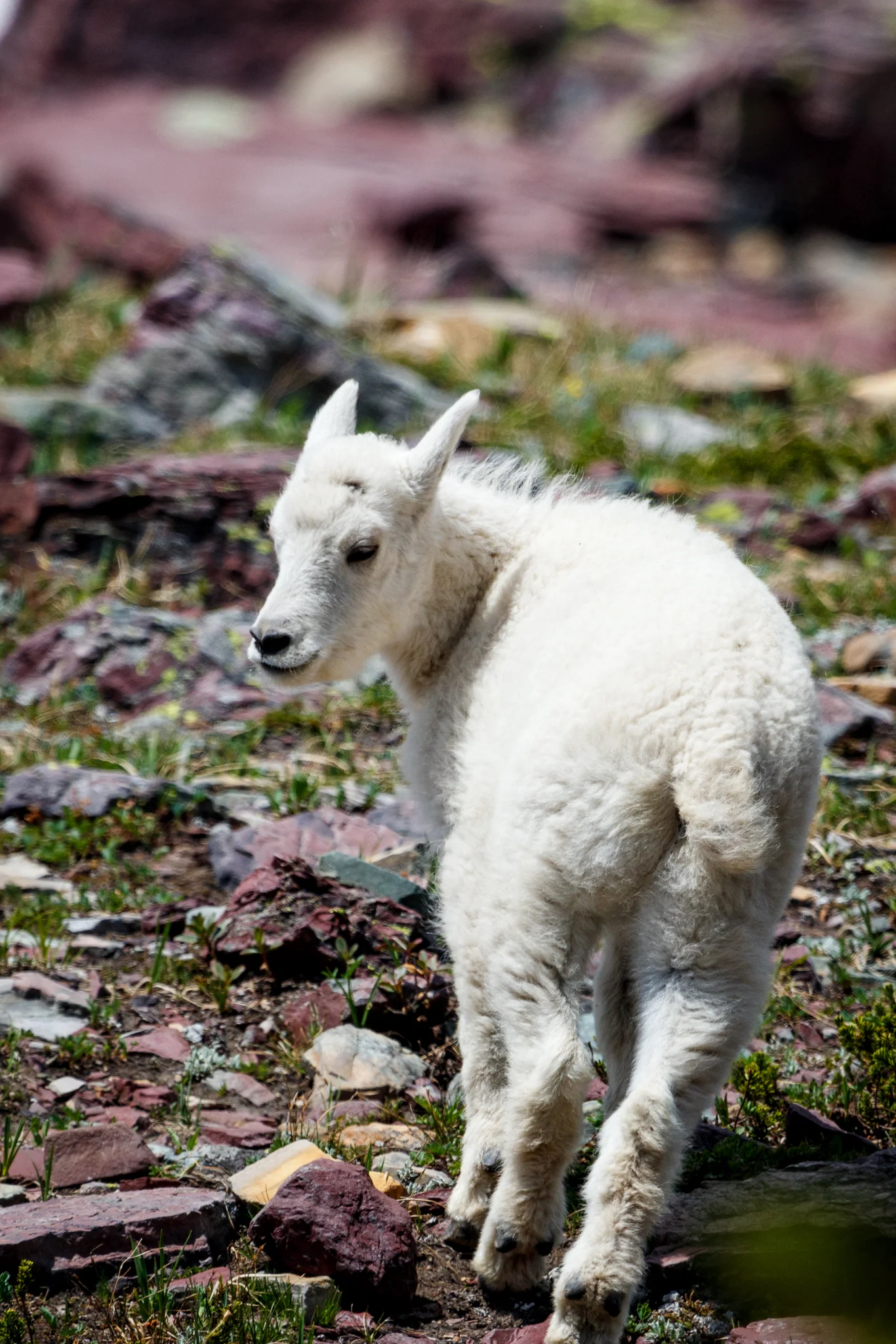 A young mountain goat as it casually explored and played among the many human visitors to the Hidden Lake Overlook of Glacier National Park.
