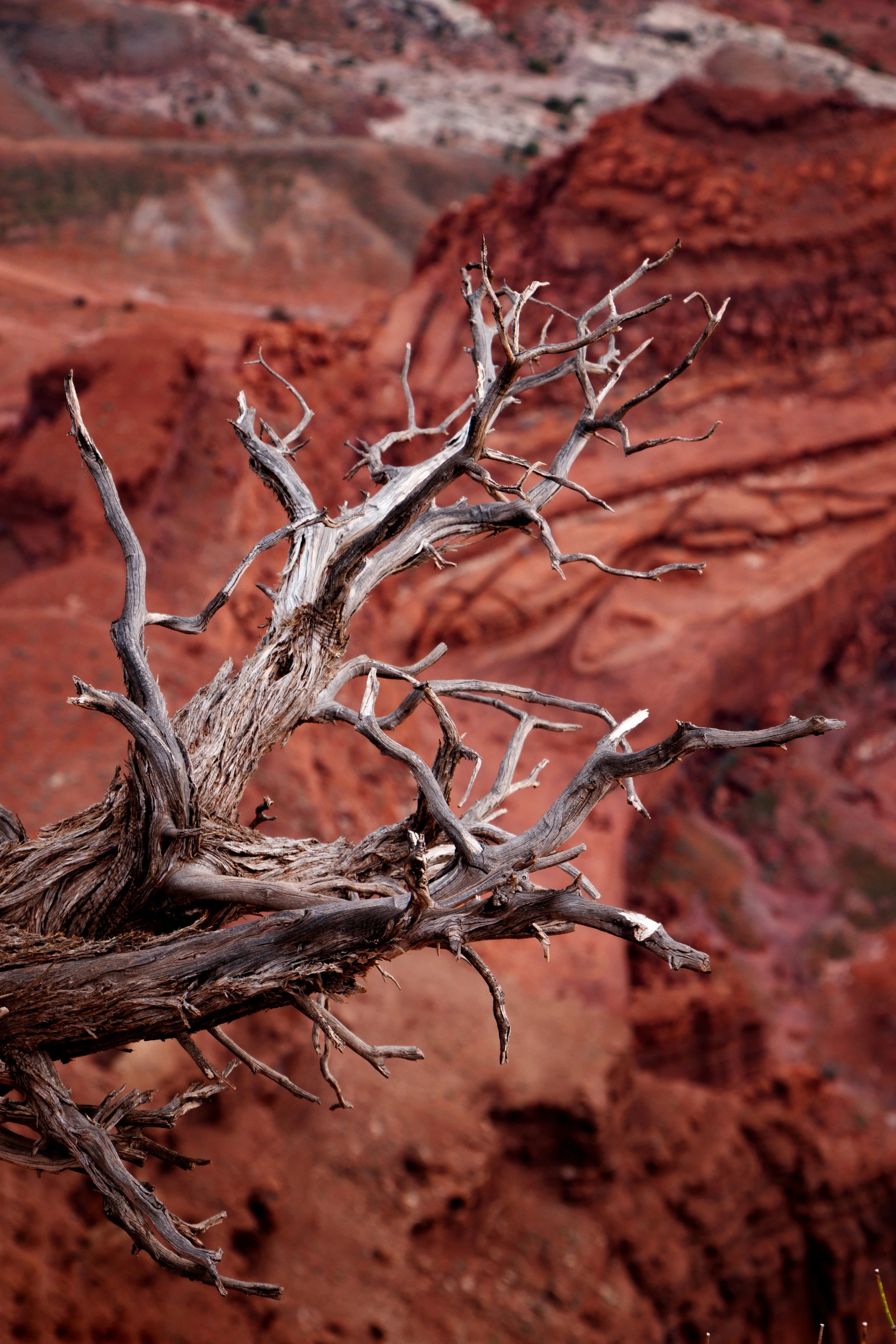 Elevated | Dead Horse State Park Utah