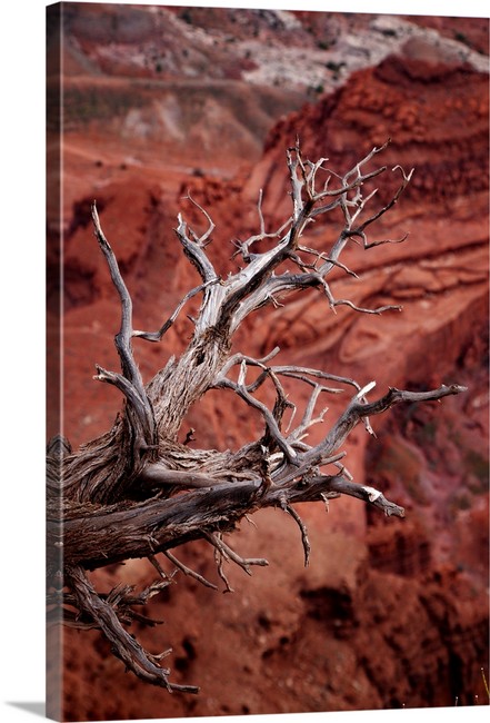 Elevated | Dead Horse State Park Utah
