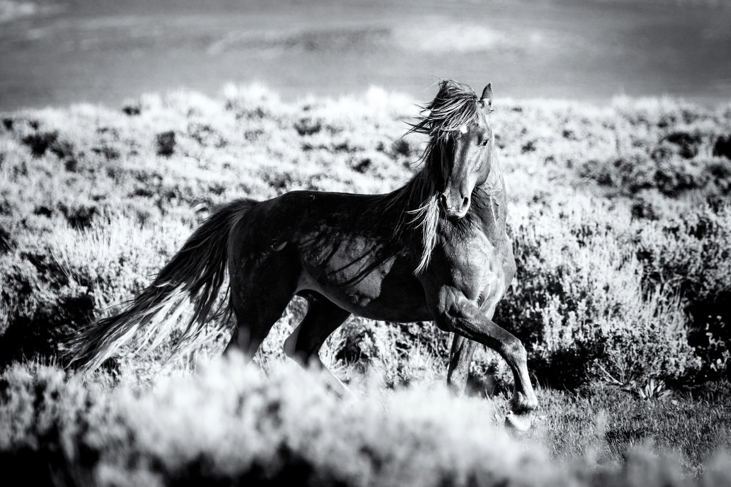 Wild Stallion - Wild Horse Colorado
