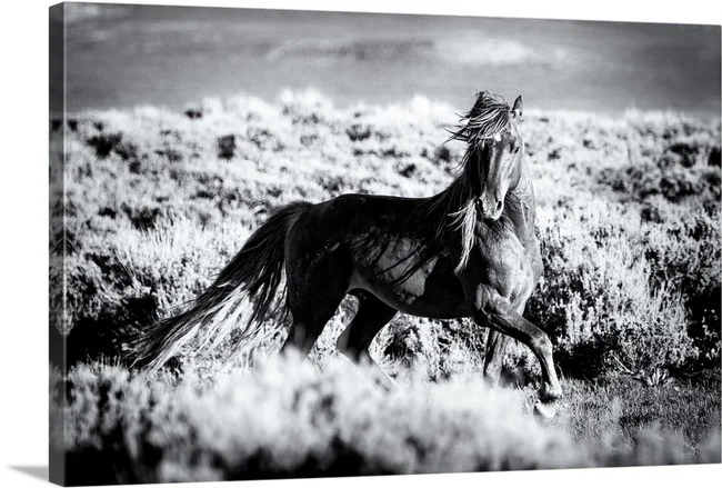Wild Stallion - Wild Horse Colorado