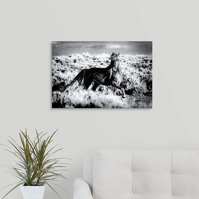 Wild Stallion - Wild Horse Colorado