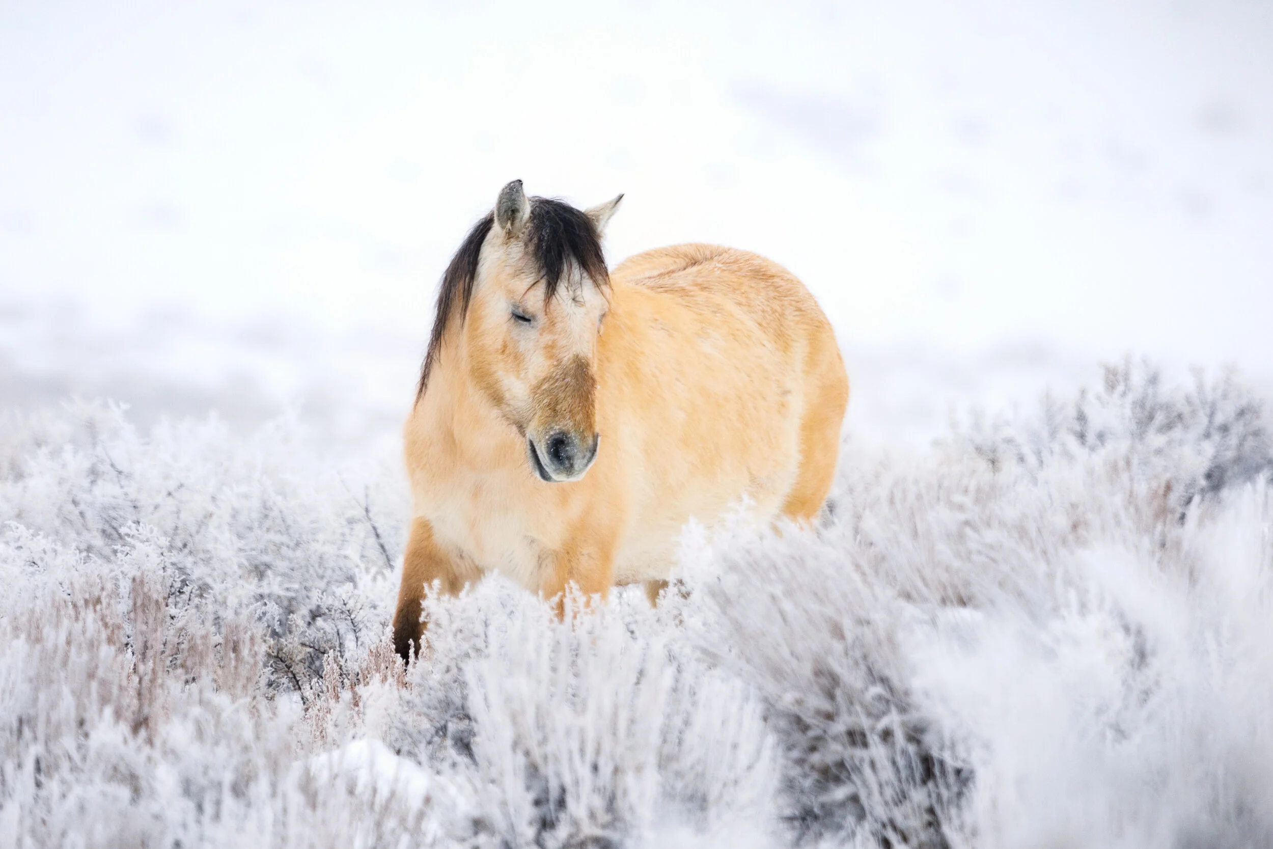 Snow Graze - Wild Horse