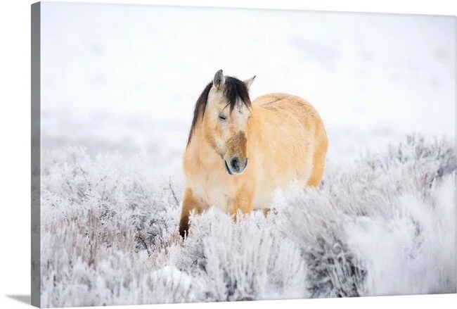 Snow Graze - Wild Horse
