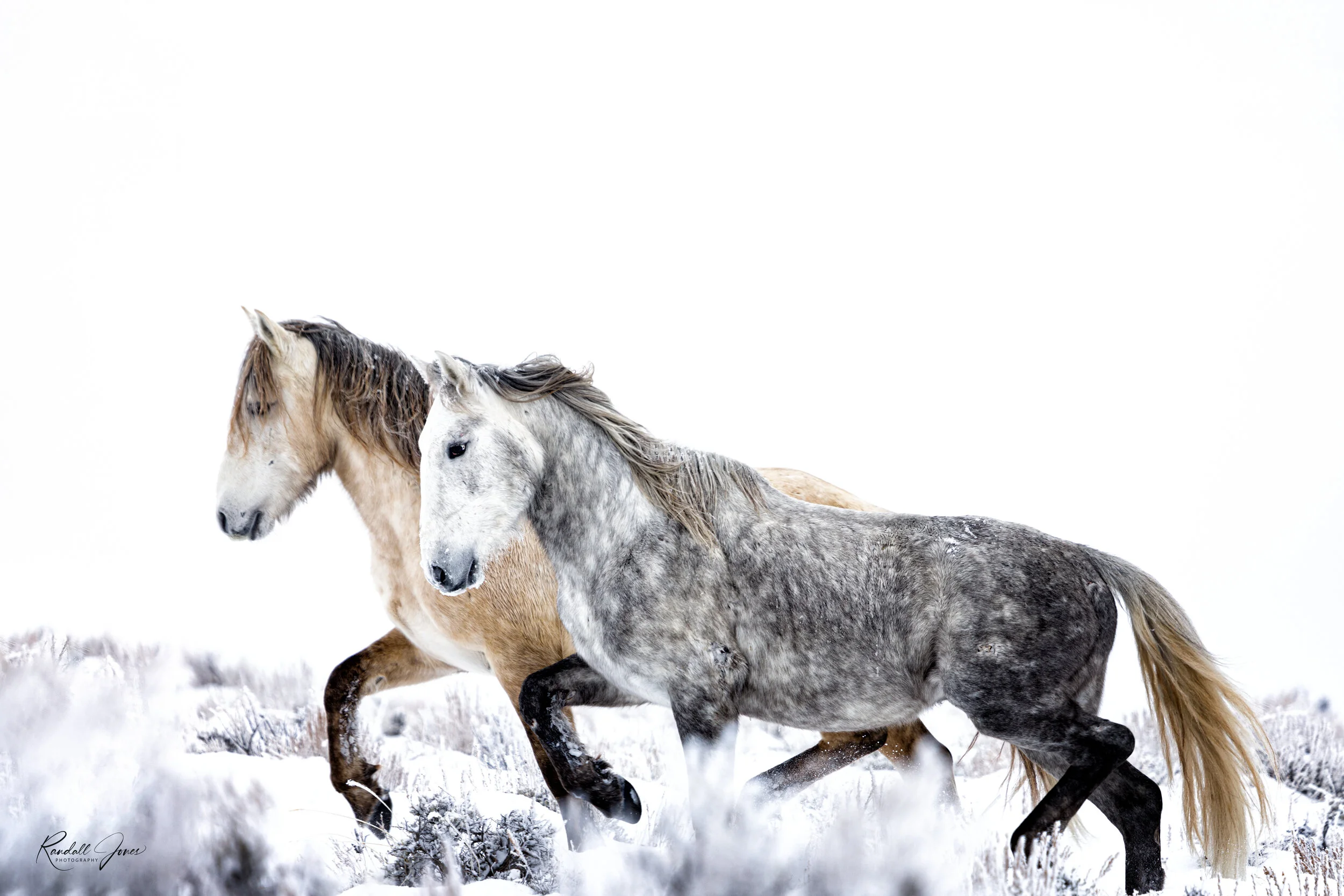 On the Run - Wild Horse