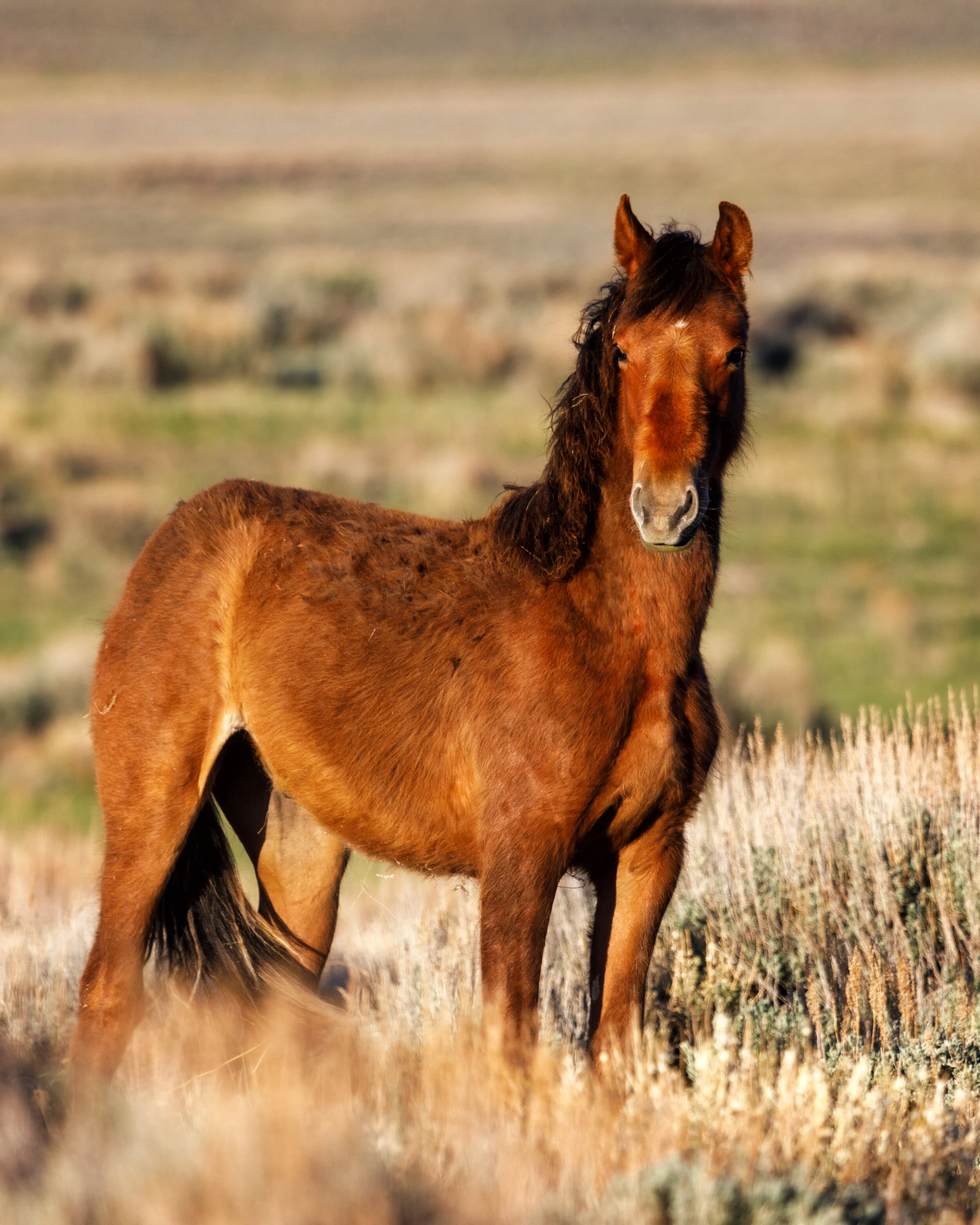 Young Stallion Sandwash Basin