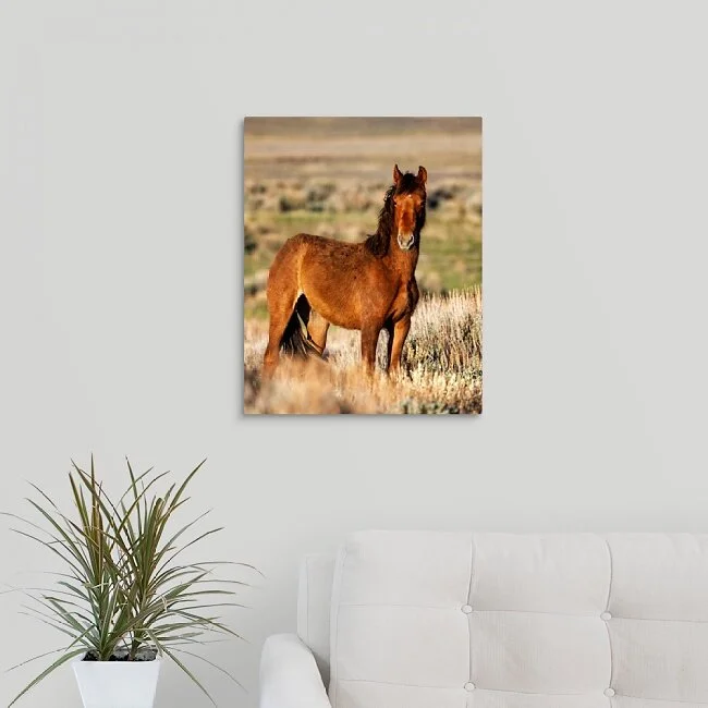 Young Stallion Sandwash Basin