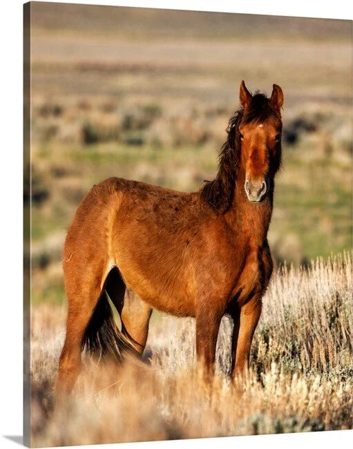 Young Stallion Sandwash Basin