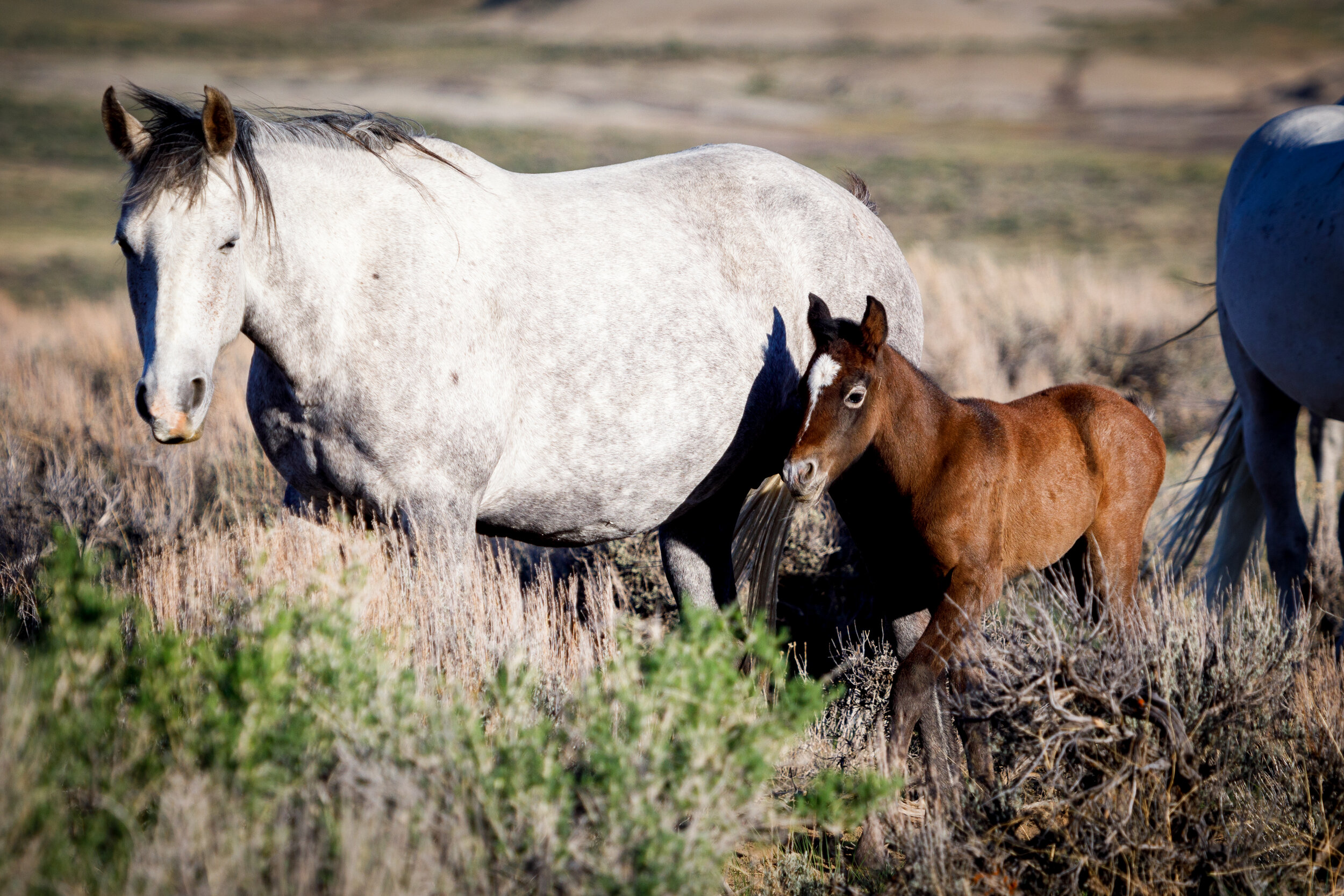 The Spark of Life - Sandwash Basin