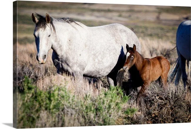 The Spark of Life - Sandwash Basin