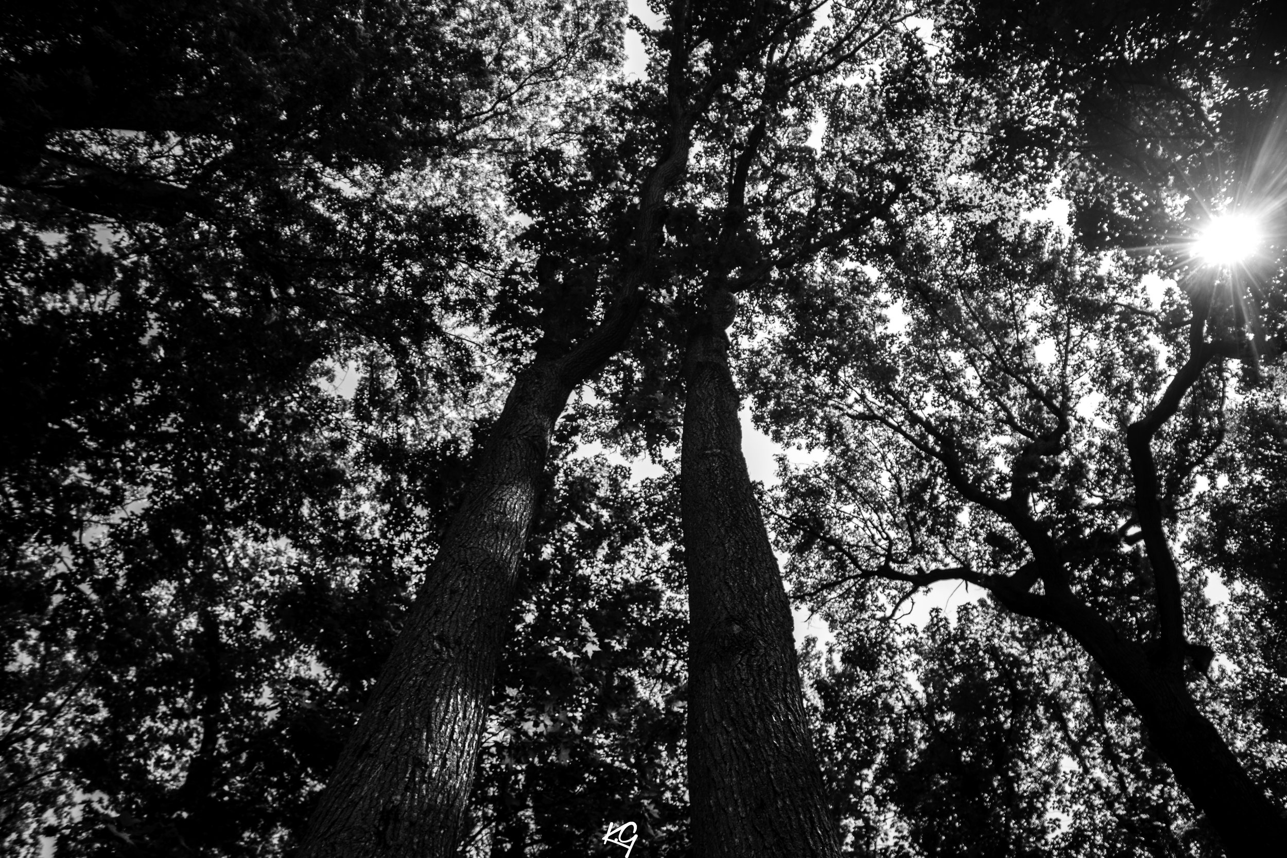 TREES IN THE SKY