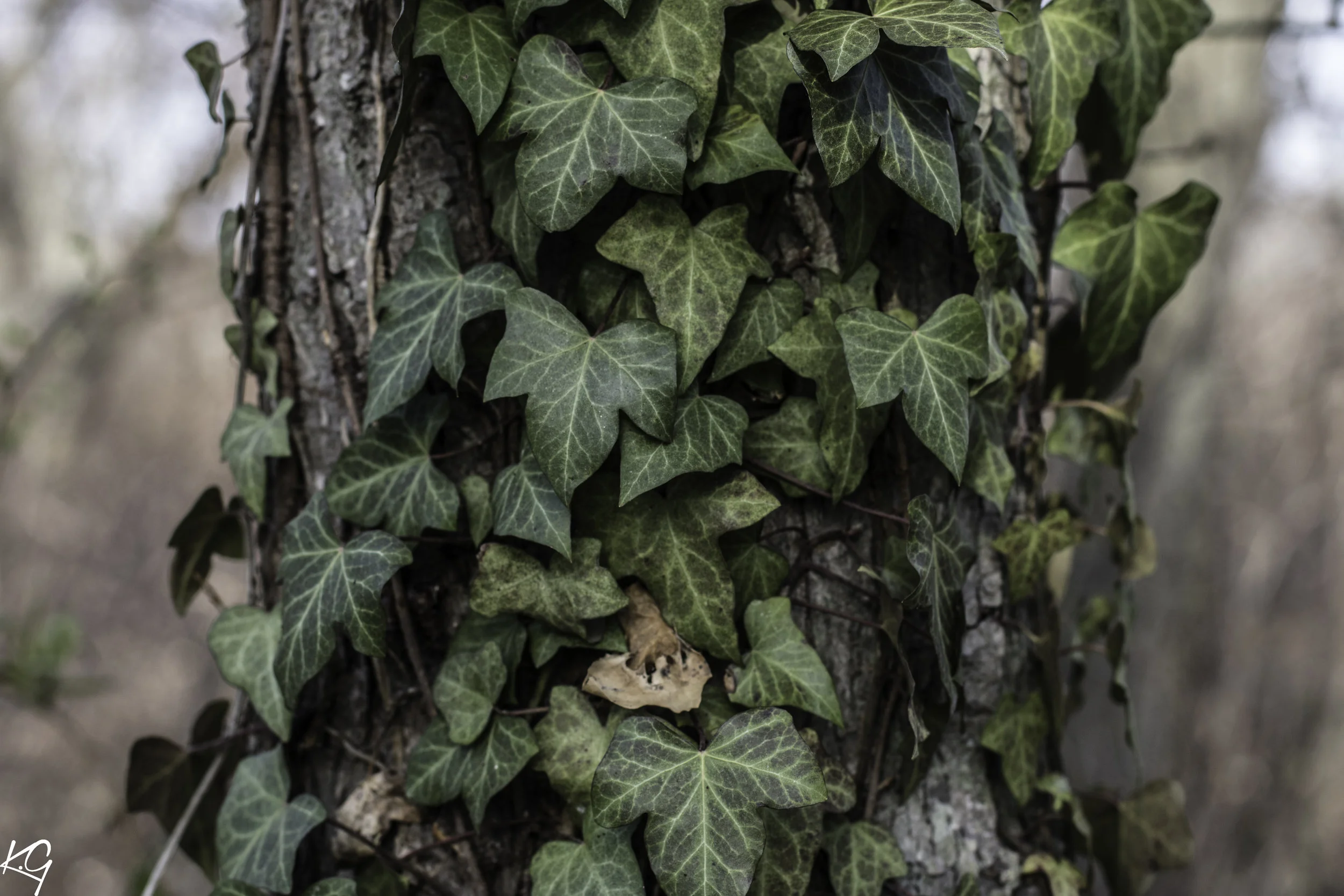 Green is Coming (KG Dramatics)