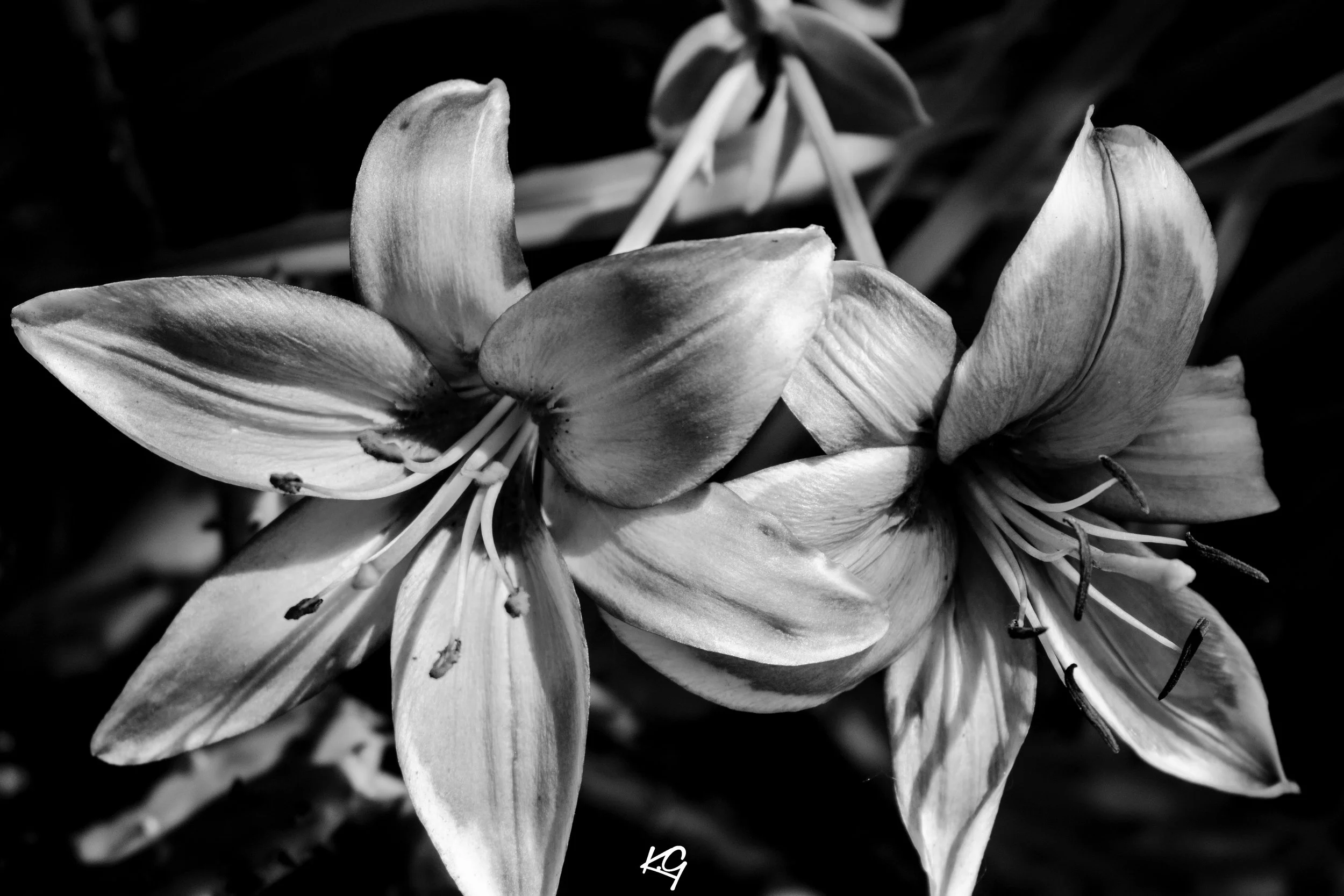orange and red flower bw .jpg