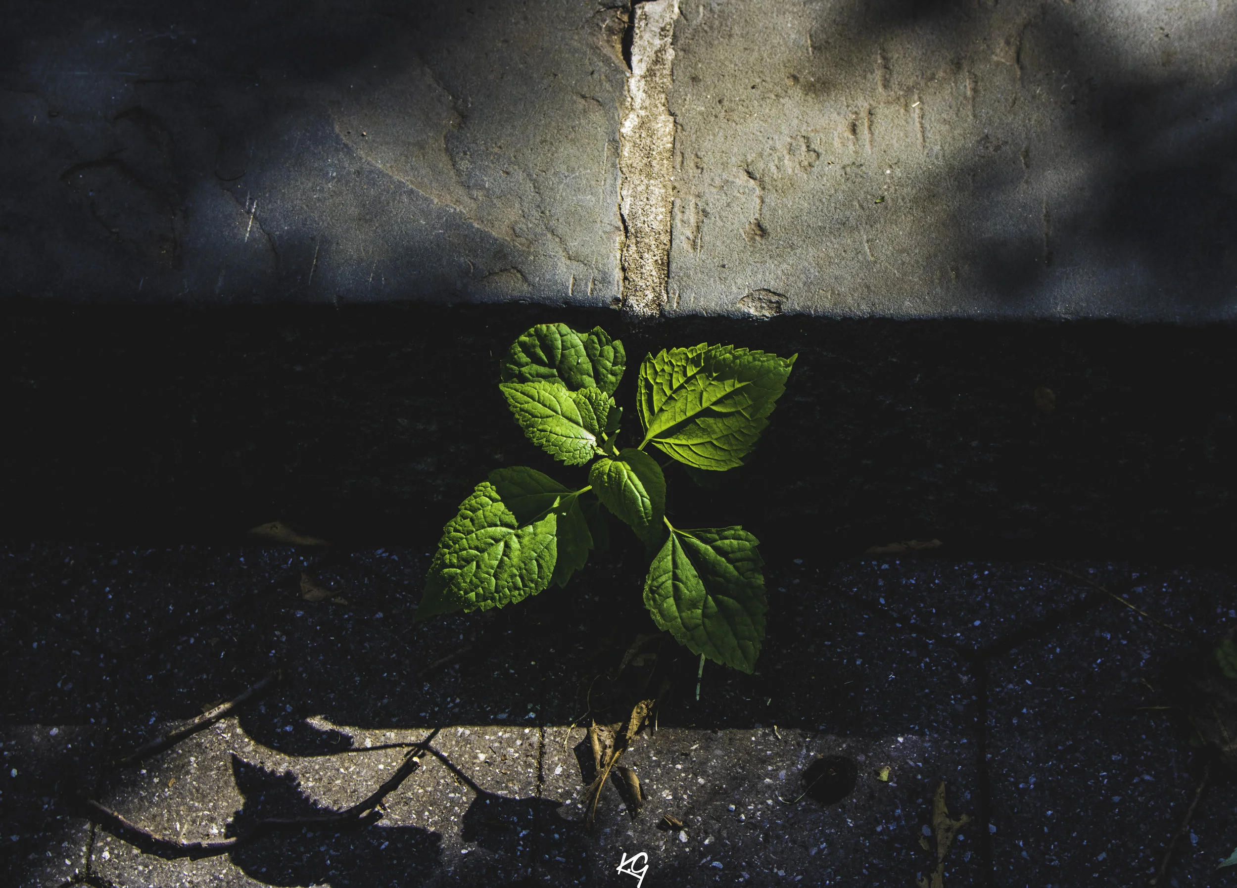 THE PLANT THAT BROKE THE RULES. &nbsp;NEW YORK, NY The plant has no business there. The world said its suppose to be concrete no place for plants here. As you can see the plant doesn't care. If you believe in yourself the sunshine will shine on you. 