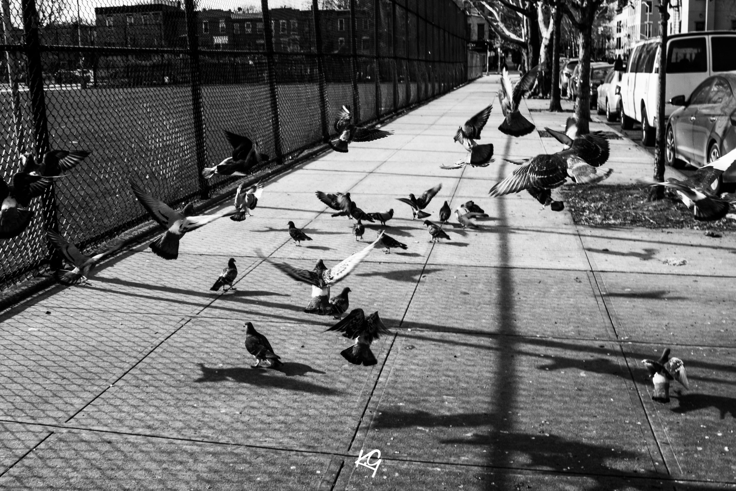 NYC BIRDS