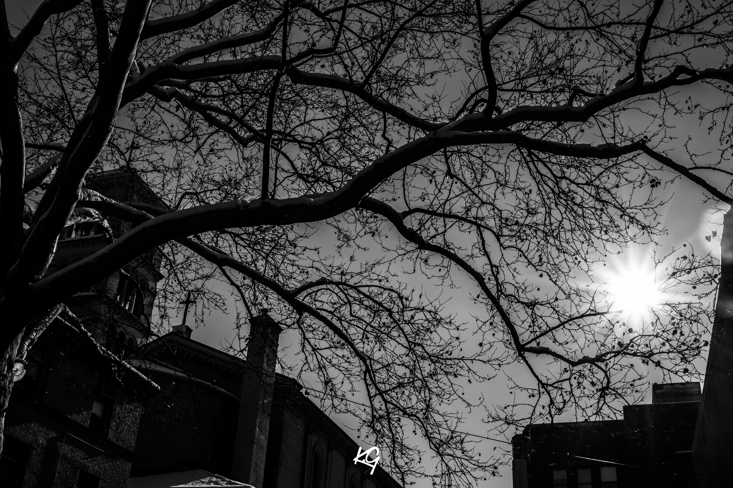 TREES IN THE WINTER