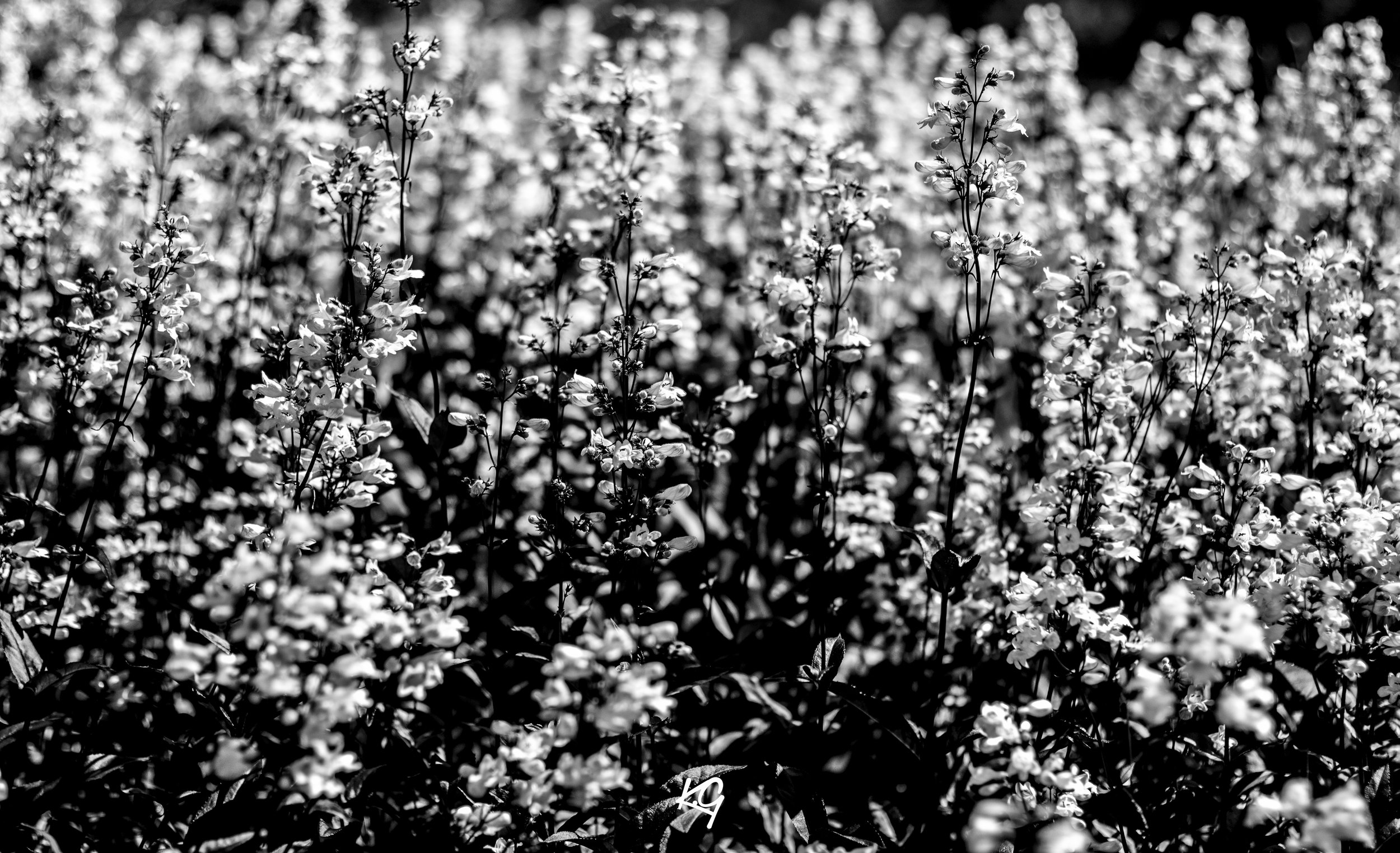FLOWERS IN PHILLY
