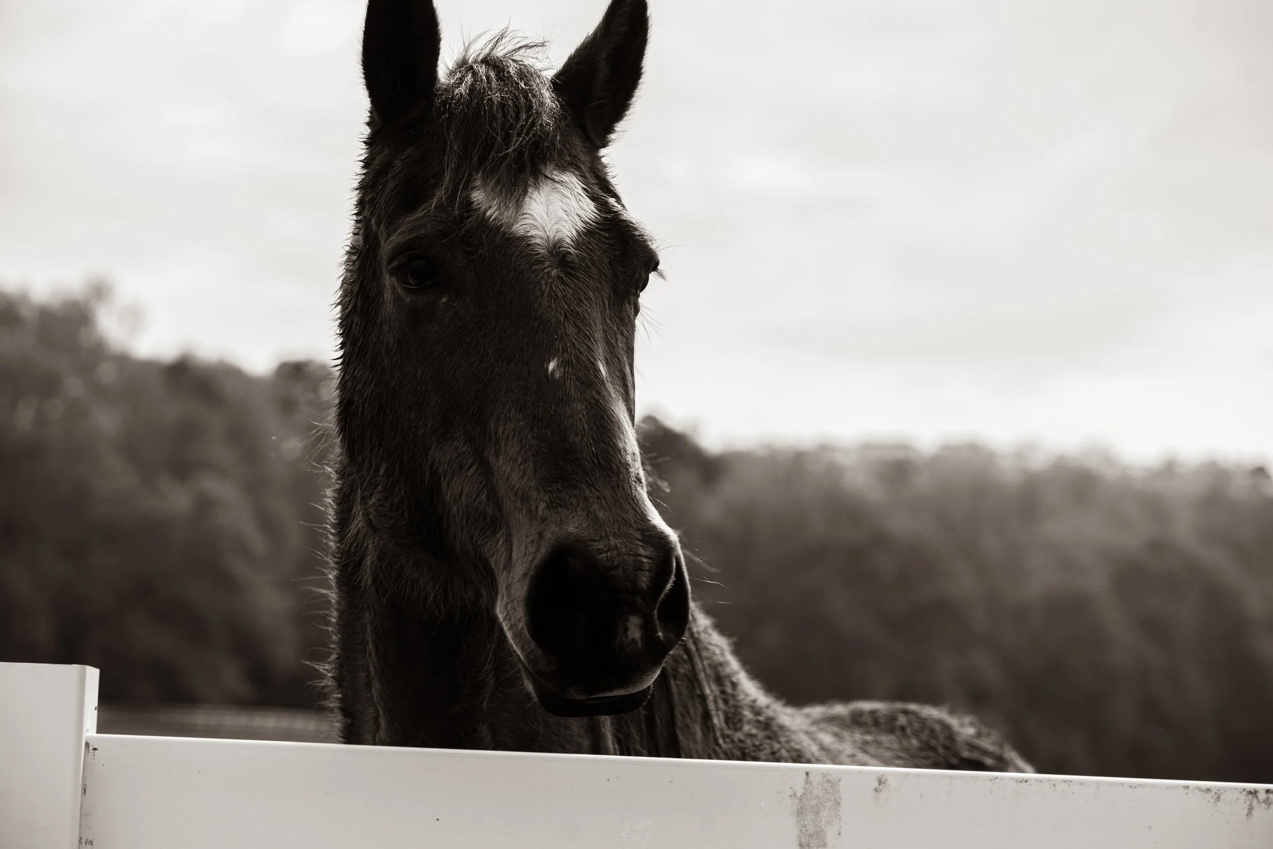 Horses_.jpg