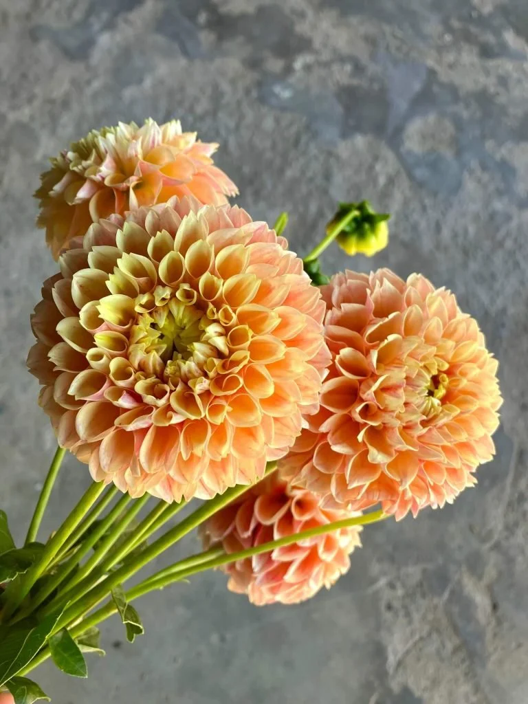 Dahlia-Ball-Sweet-Suzanne-1-768x1024.jpeg