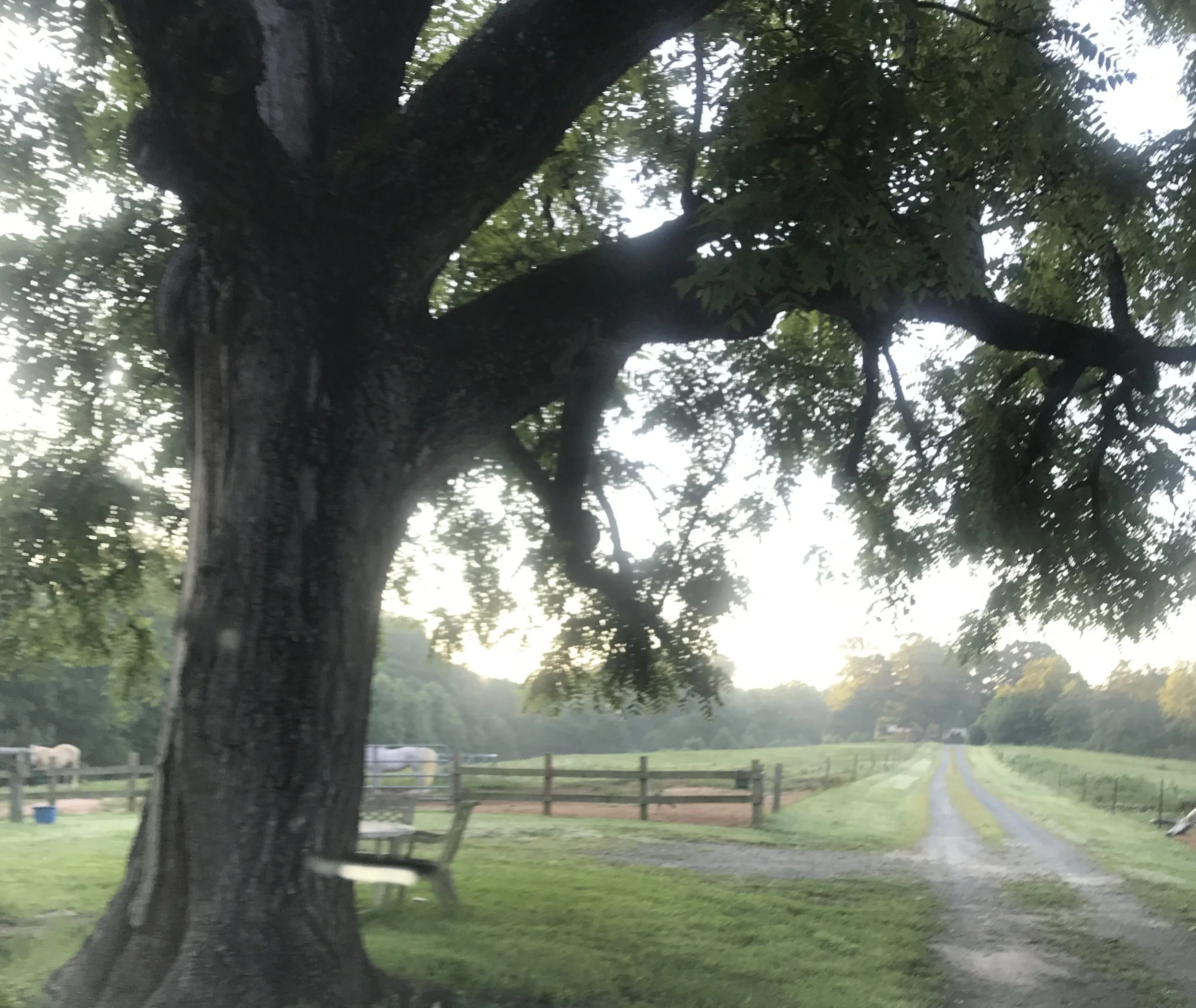 View from the farmhouse