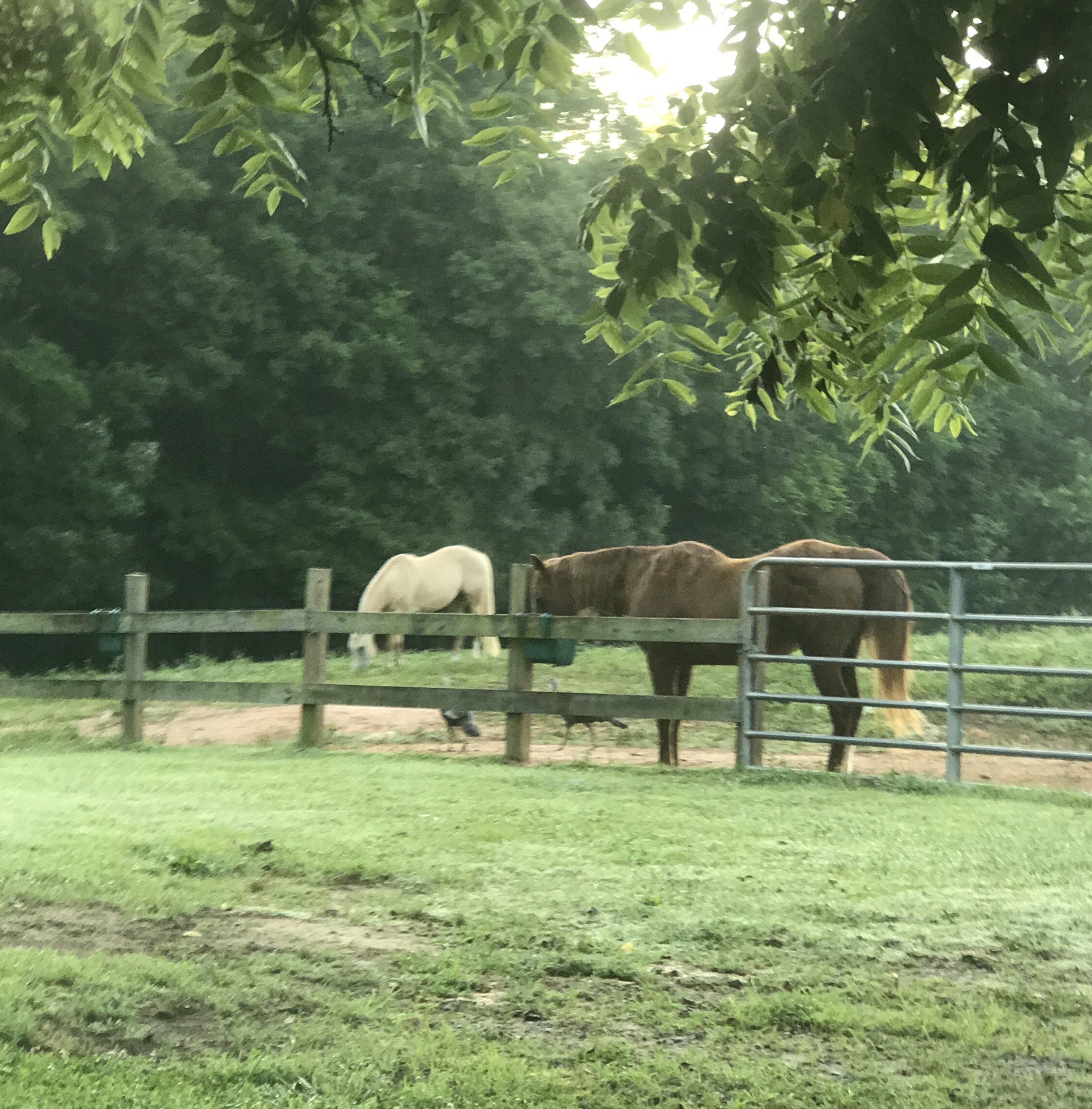 Happy farm horses