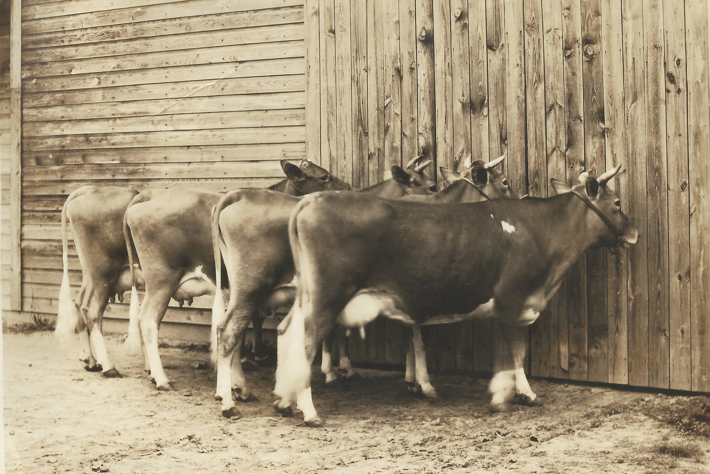 Prize cows at the old diary