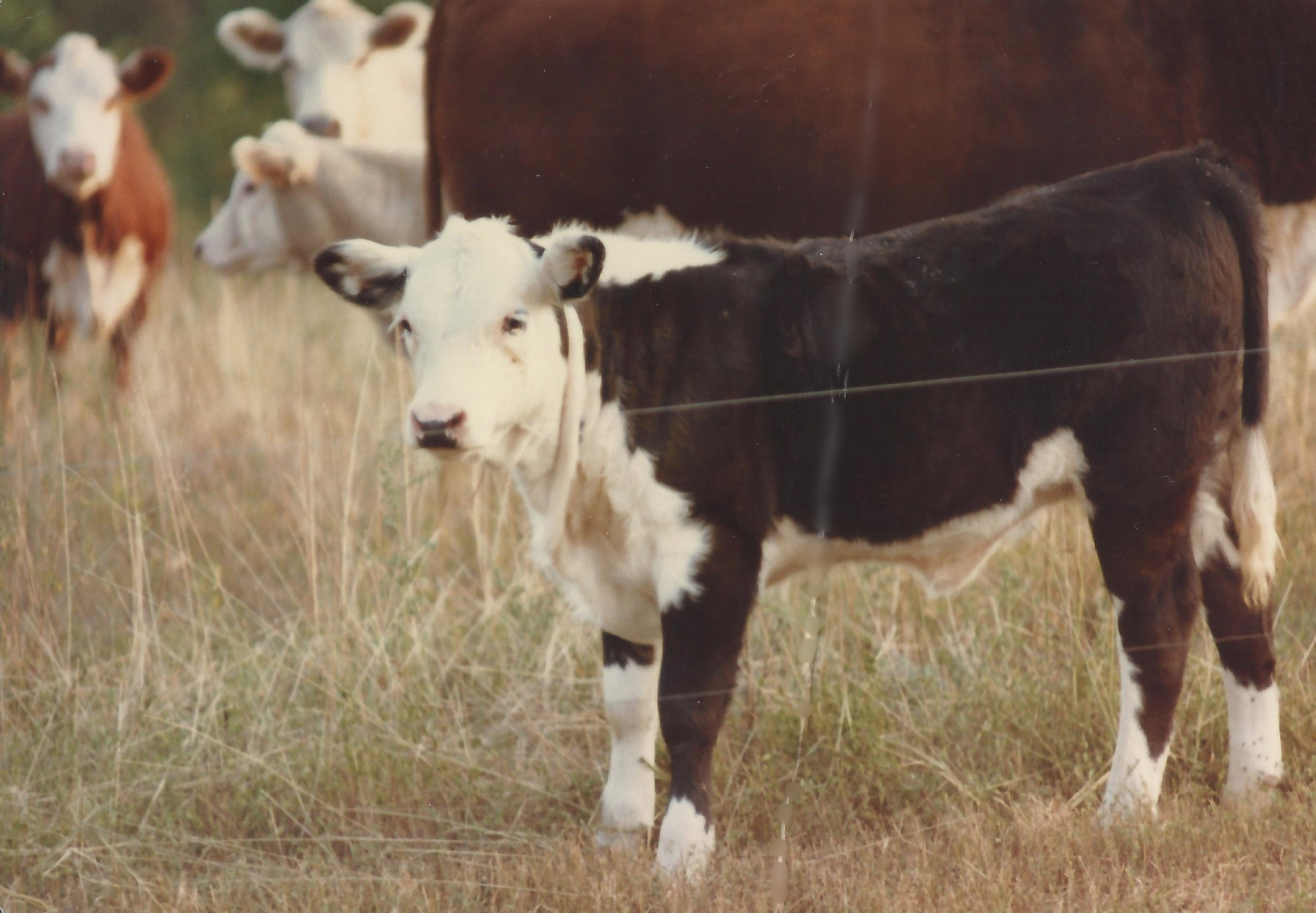 Happy cows on the farm from days long past