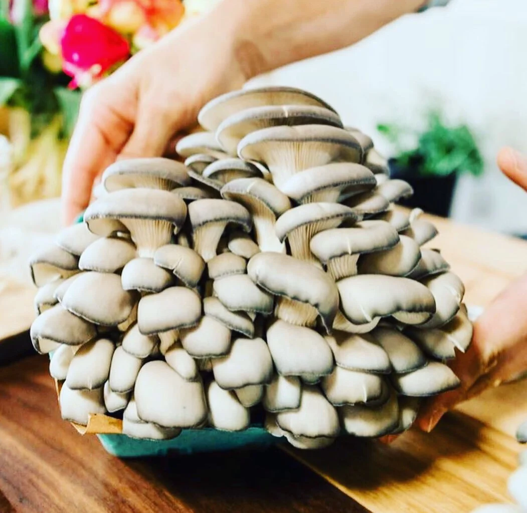 Blue oysters WJM.JPG
