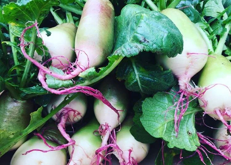 heirloom watermelon radish.jpeg