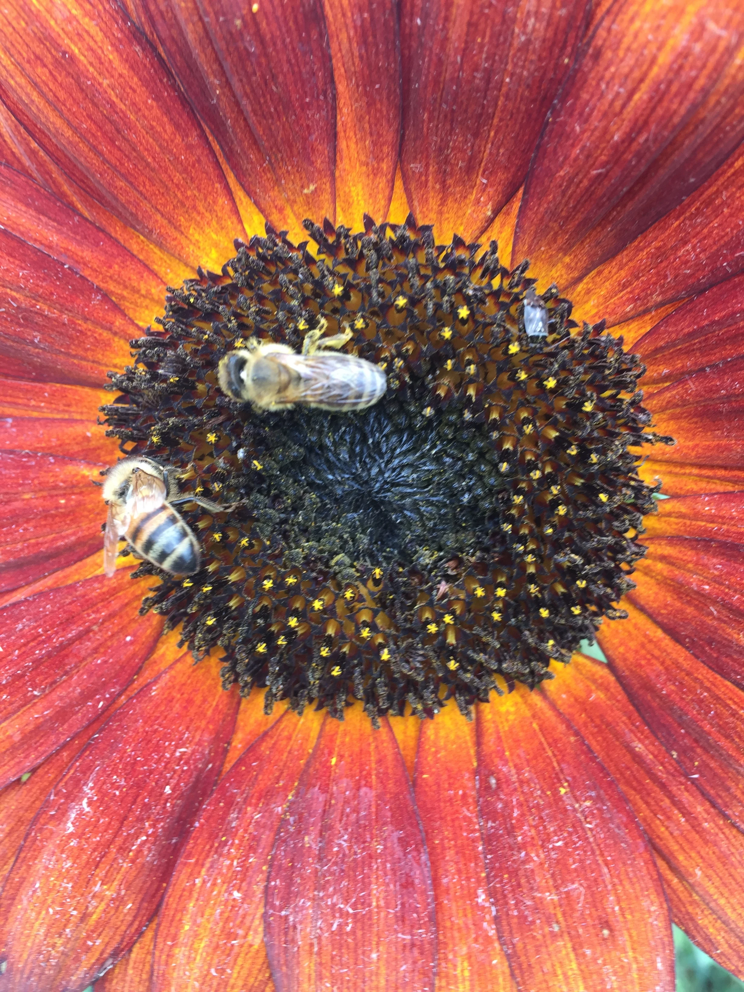 Sunflower bee forage.JPG