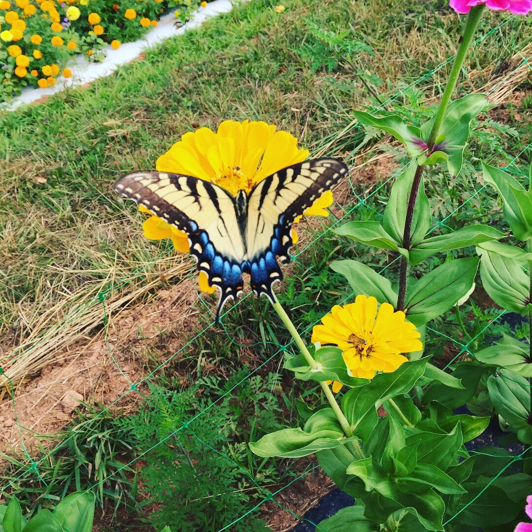 Butterfly flower .JPG