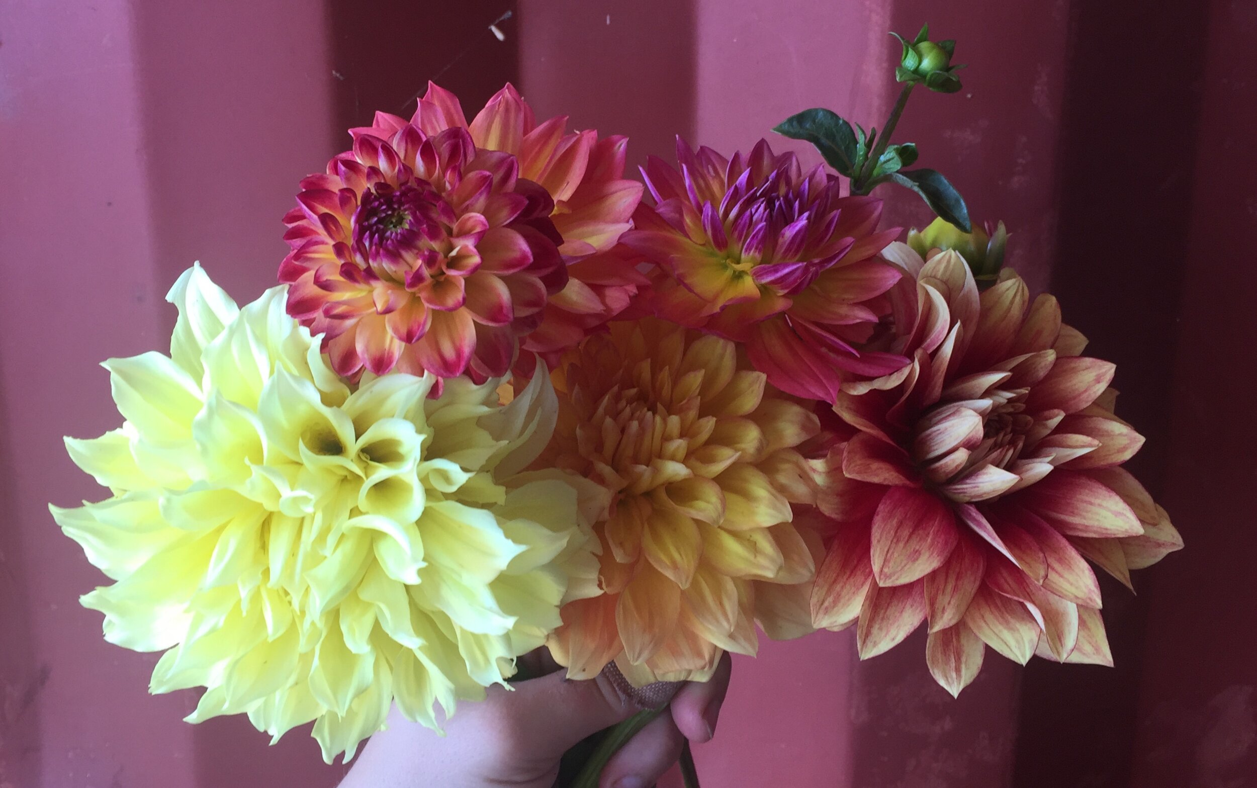 HHF dahlias 2019.jpg