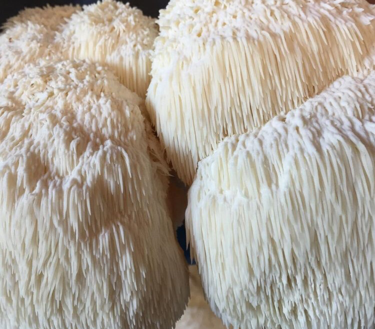 Lion's Mane Mushroom