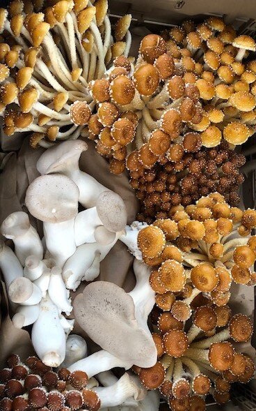 Chestnut &amp; King Oyster Mushroom