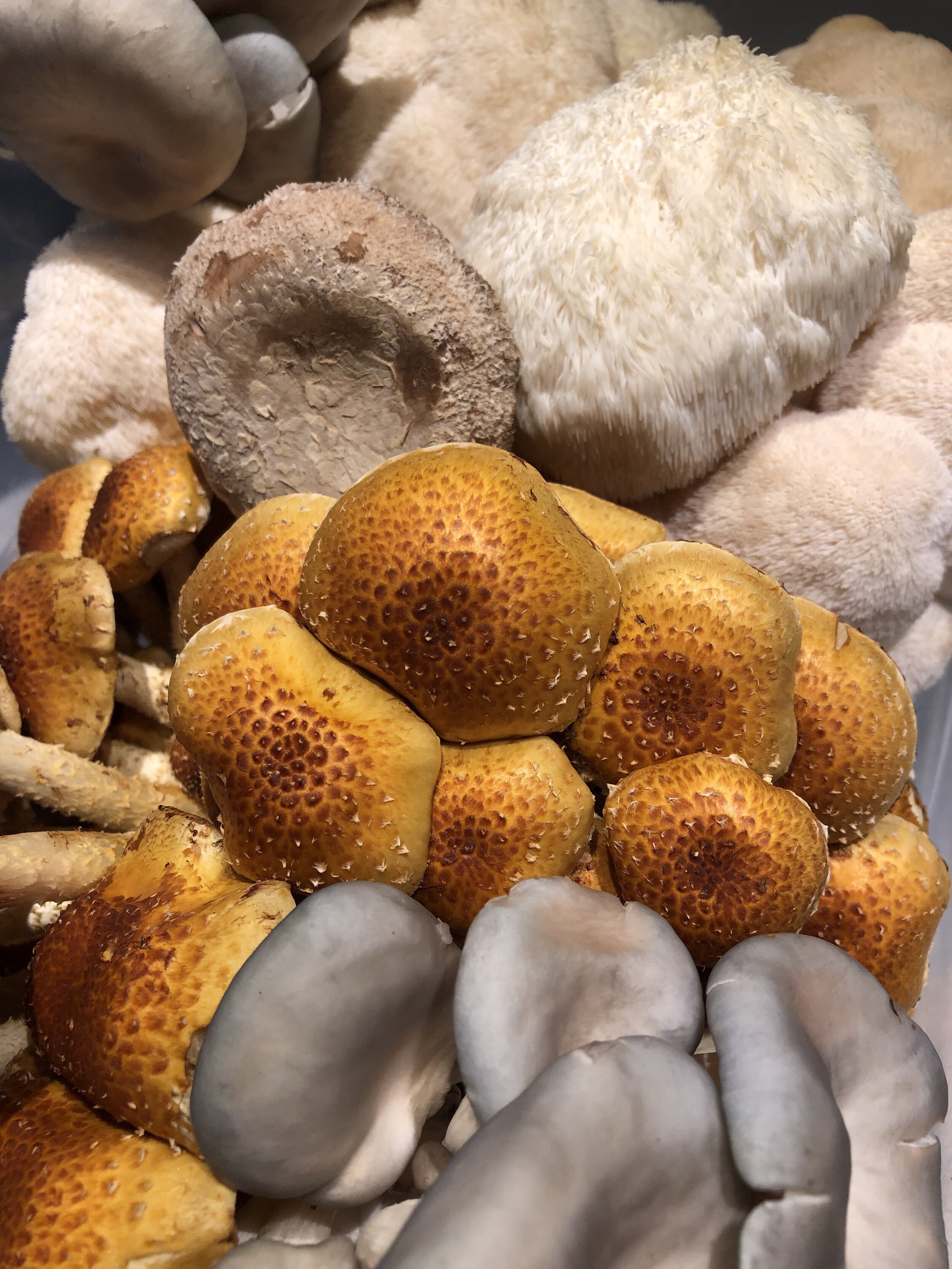 Shiitake, Lion's Mane &amp; Chestnut culinary mushrooms