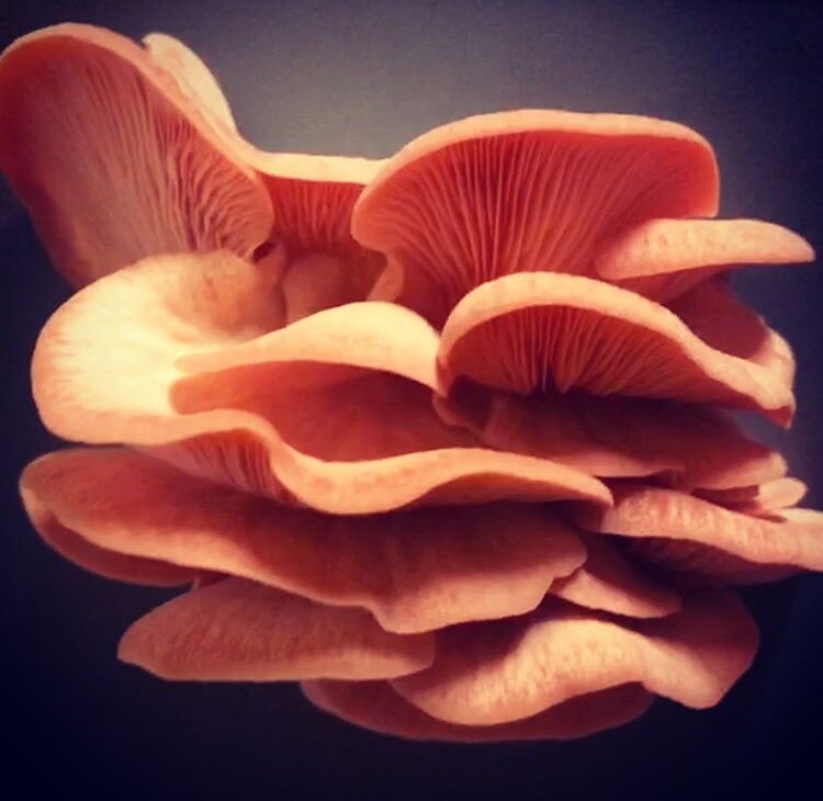 Pink Oyster Mushrooms