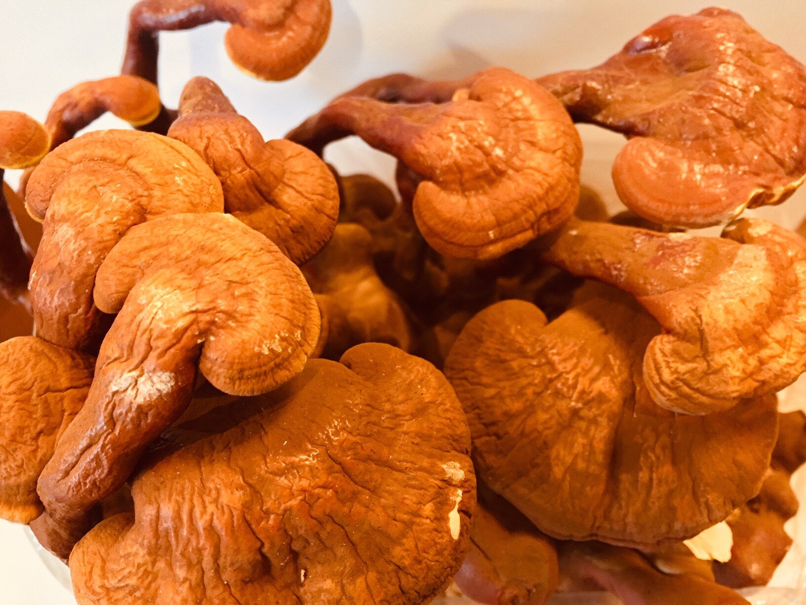 Reishi medicinal mushroom