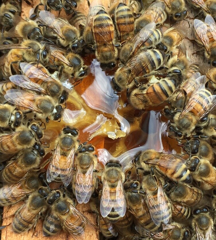 Happy bees eating raw honey 