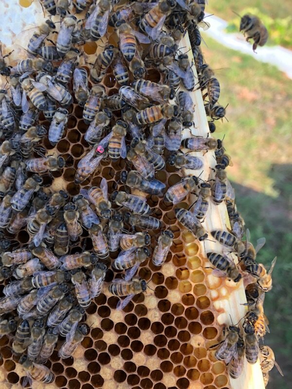 Inside the bee hive