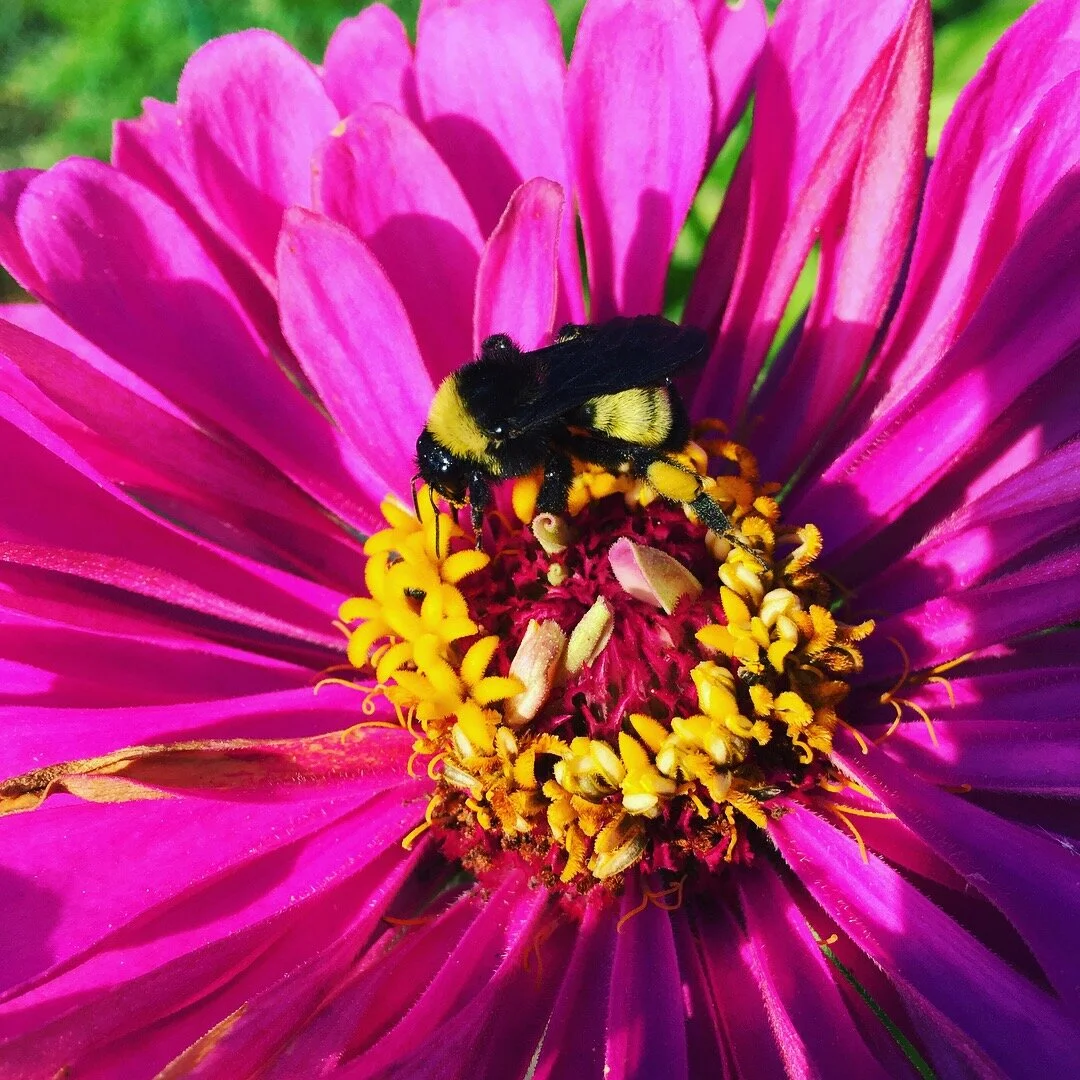 HHF Bees on giant zinnia.jpeg