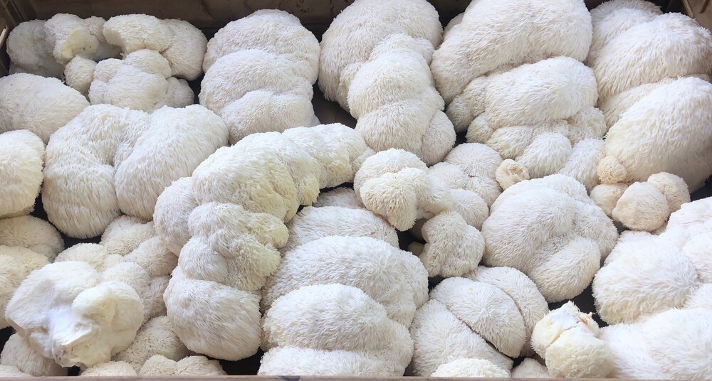 heritage harvest farms -- Lion's Mane Mushroom - Local Home Delivery or Preorder Pickup ONLY